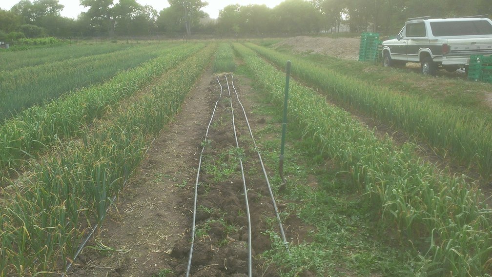 half cleared row