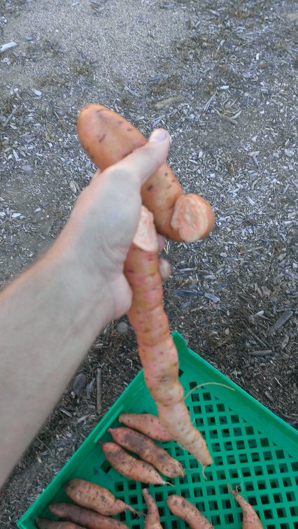 snapped potato