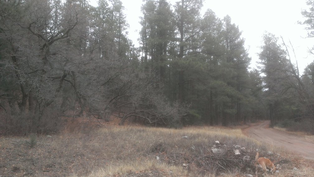 zoomed out bent trees